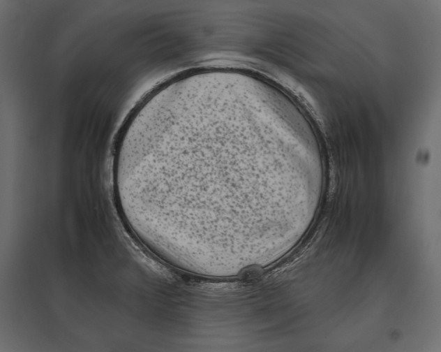 X0000096981376200803071020