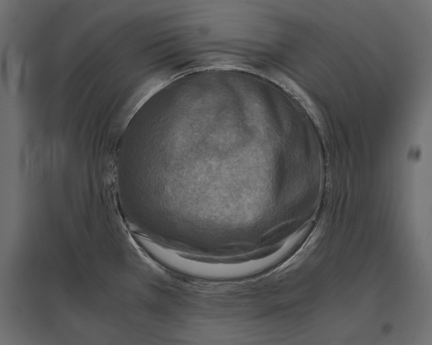 X0000096981385200803071019