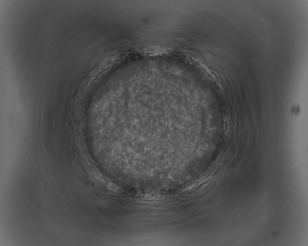 X0000096981393200803071019