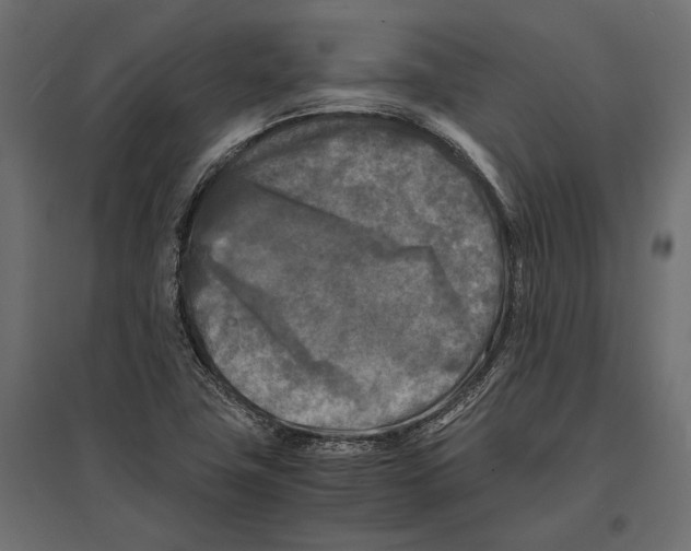 X0000096981411200803071019