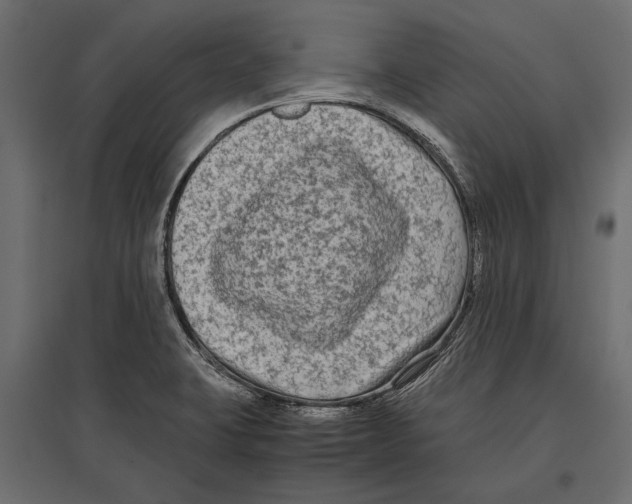 X0000096981423200803071019