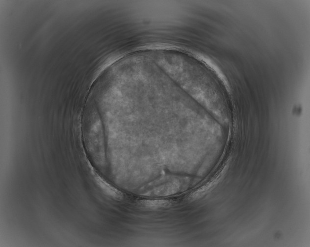 X0000096981425200803071019