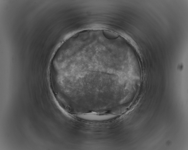 X0000096981429200803071019