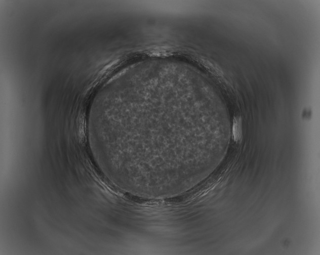 X0000096981444200803071019