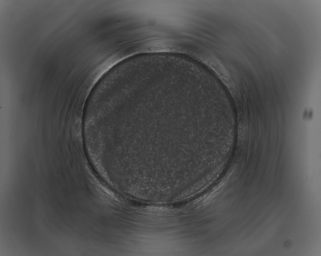 X0000096981465200803071018