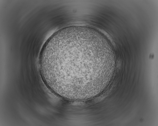 X0000096981466200803071018