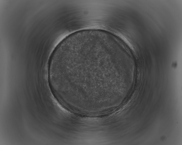 X0000096981468200803071018