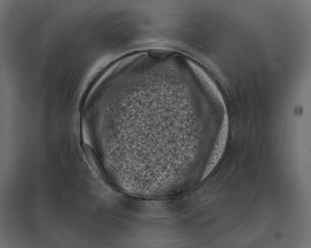 X0000096981472200803071018