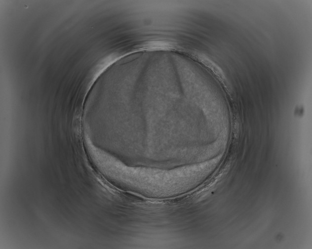 X0000096981473200803071018