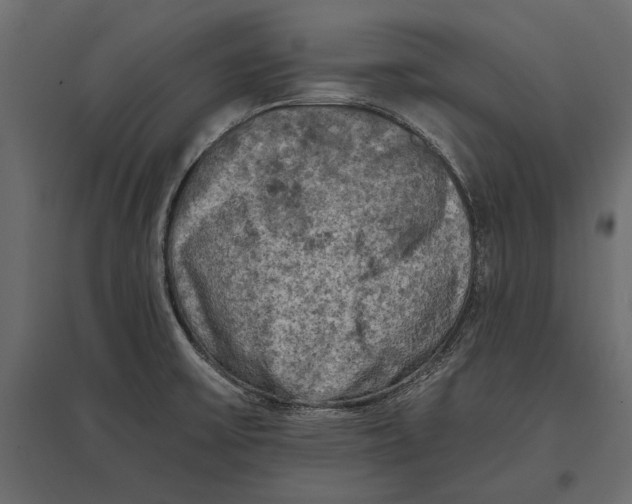 X0000096981475200803071018