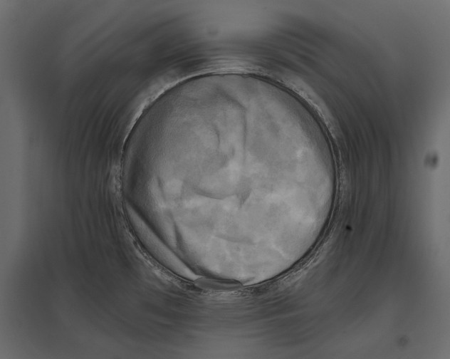 X0000096981481200803071018