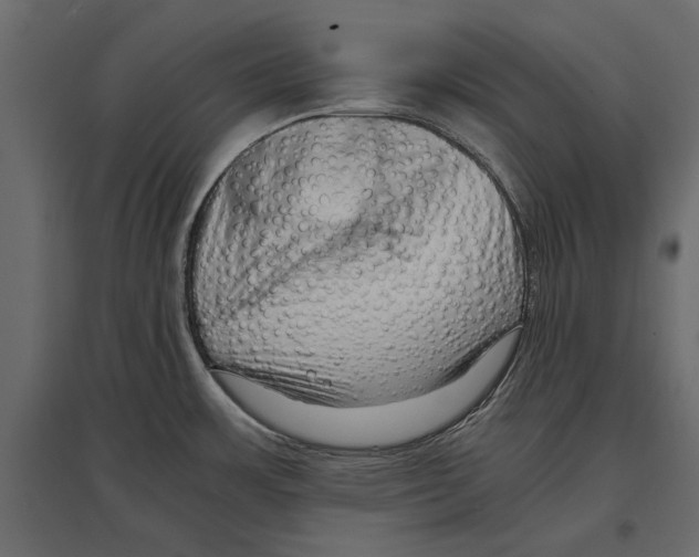 X0000096981483200803071018