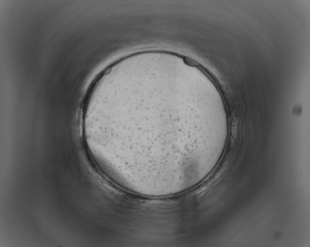 X0000096981510200803071018