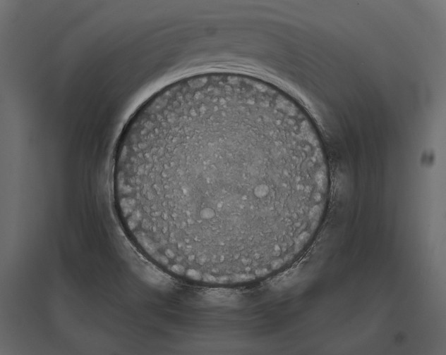 X0000096981514200803071018