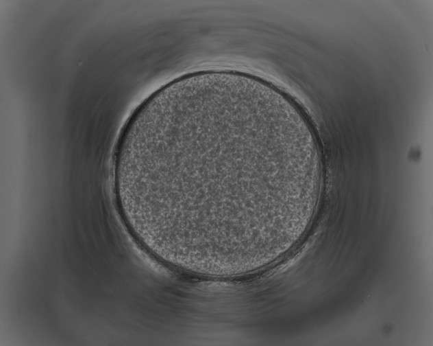 X0000096981517200803071018