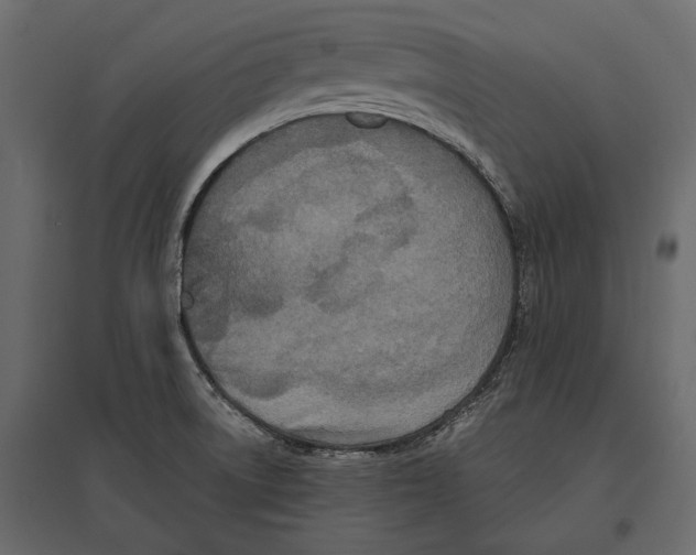 X0000096981522200803071018