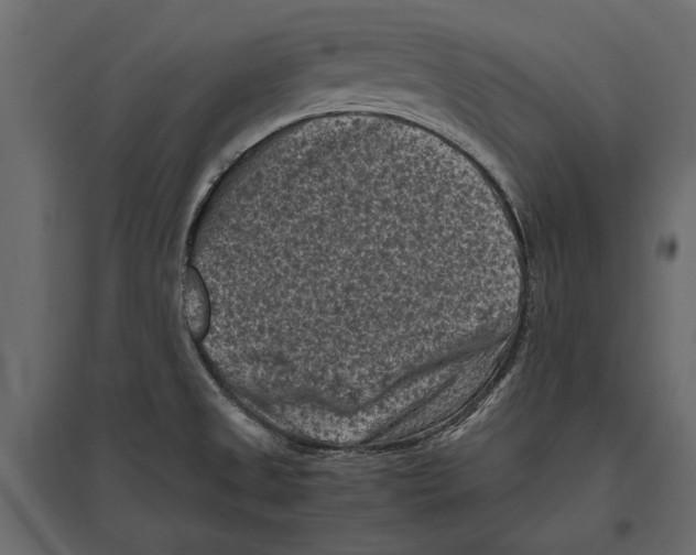 X0000096981525200803071018