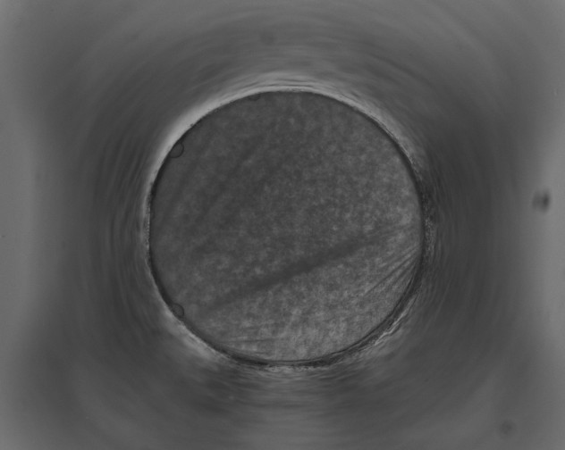 X0000096981527200803071018