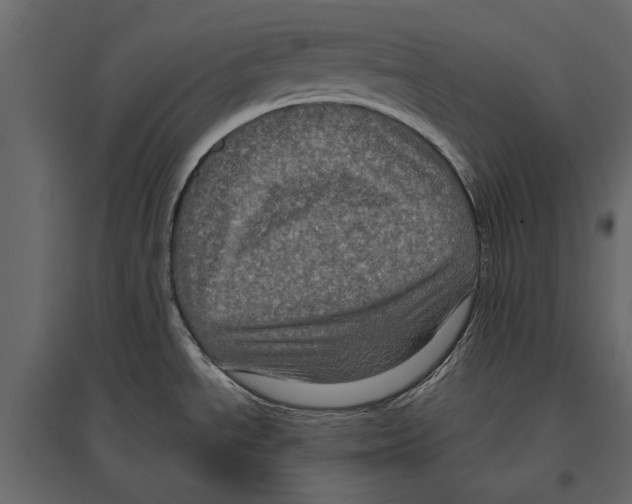 X0000096981534200803071018