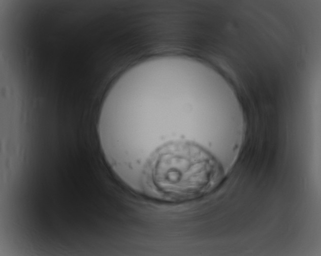 X0000096990024200802080928