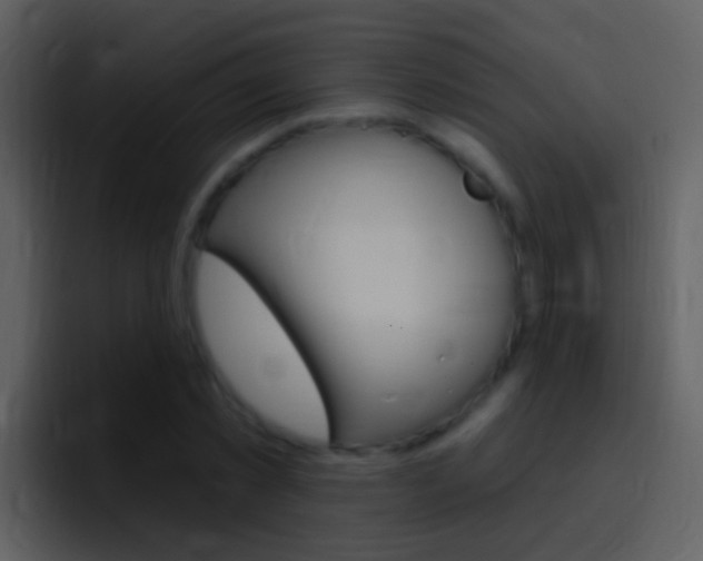 X0000096990781200802080918