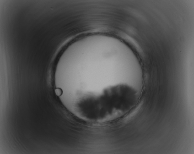 X0000096990875200802080917