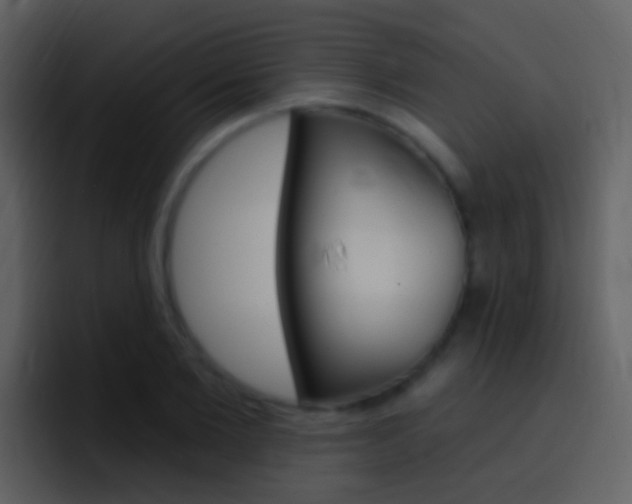 X0000096990885200802080917