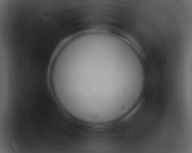 X0000096991180200802080913