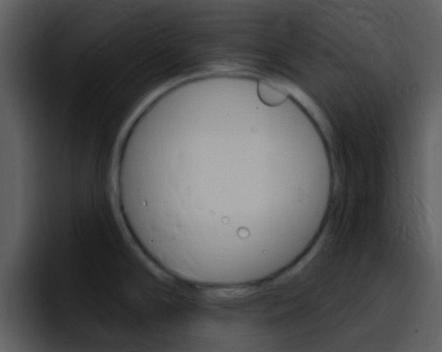 X0000096991294200802080912