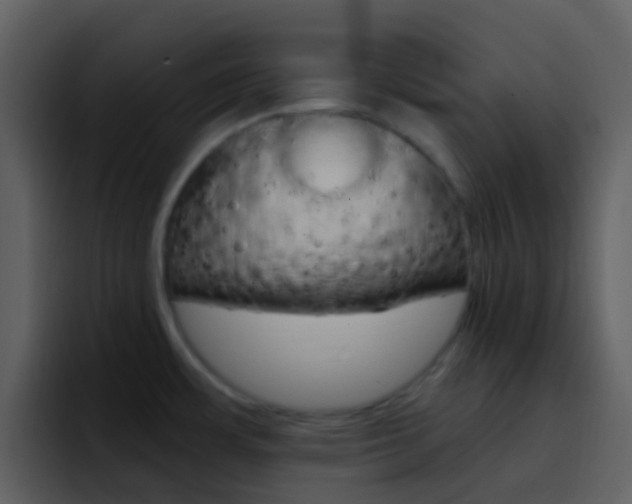 X0000096991483200802080909