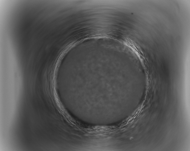 X0000096990145200802081435
