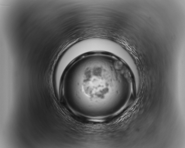 X0000096990146200802081435