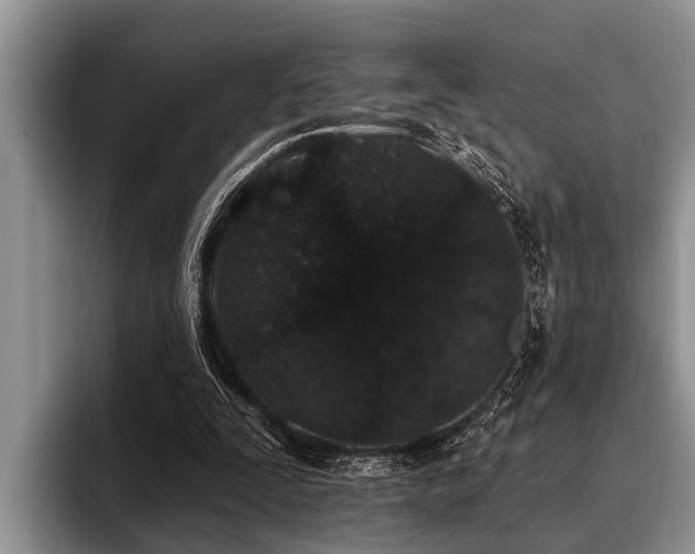 X0000096990295200802081433