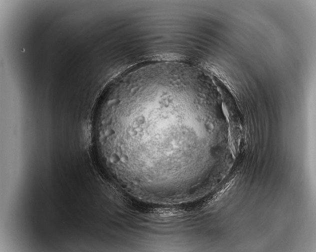 X0000096990351200802081432