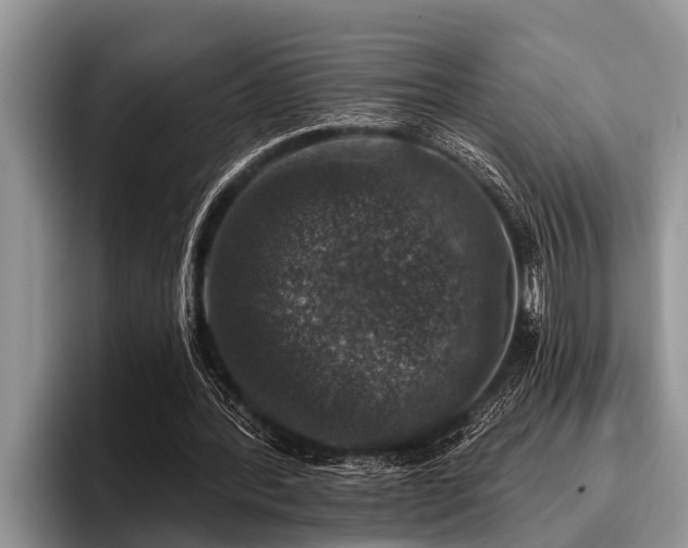 X0000096990388200802081432