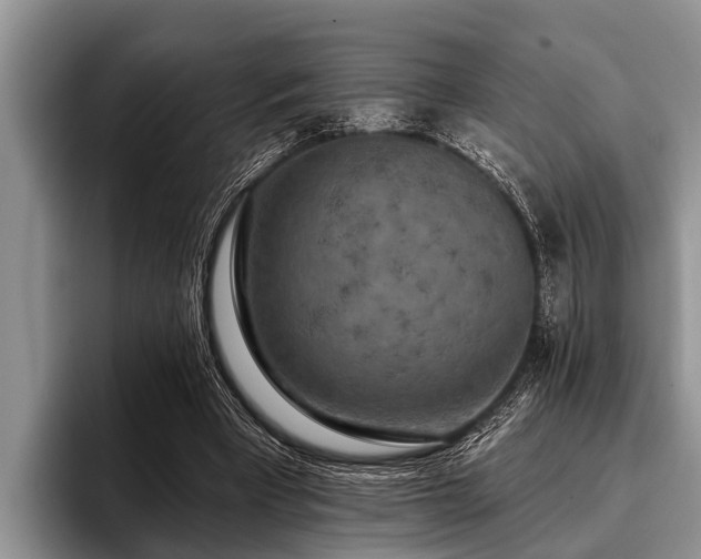 X0000096990393200802081432
