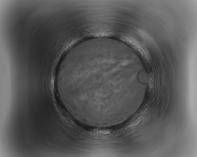 X0000096990491200802081431