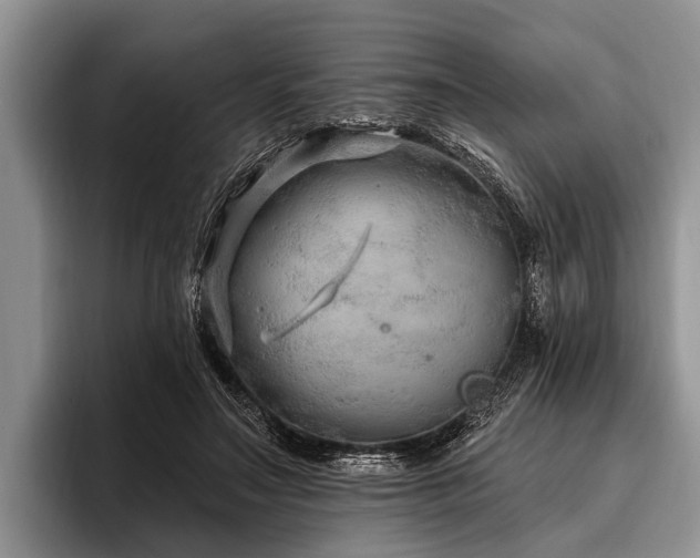 X0000096990499200802081431