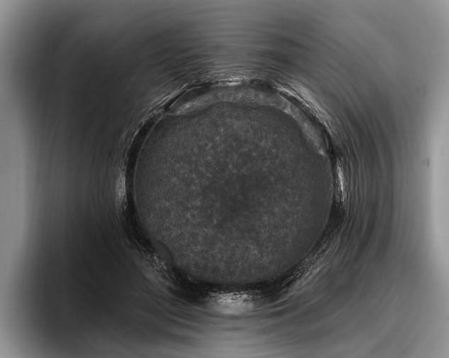 X0000096990500200802081431