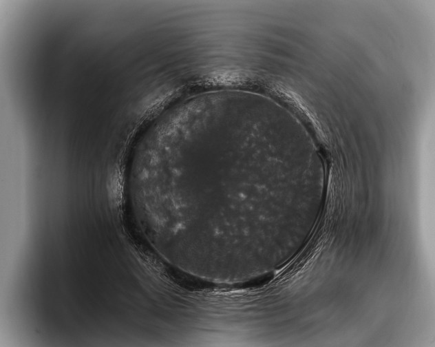 X0000096990640200802081429