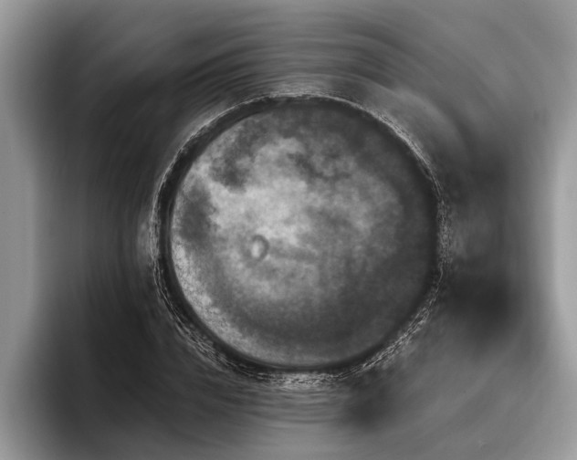 X0000096990832200802081426