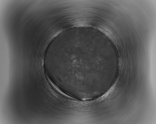 X0000096990881200802081425