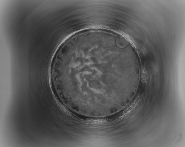 X0000096990895200802081425