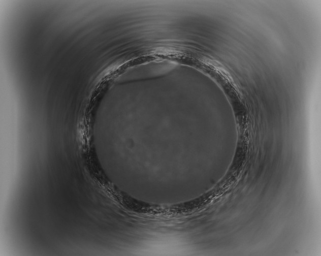 X0000096990920200802081424