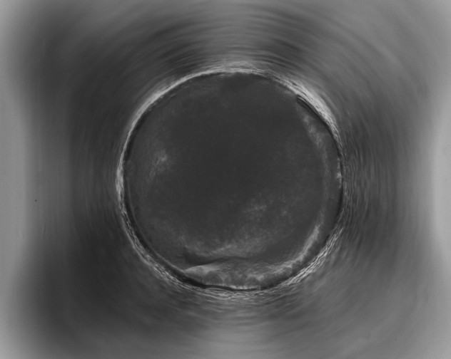 X0000096990944200802081425