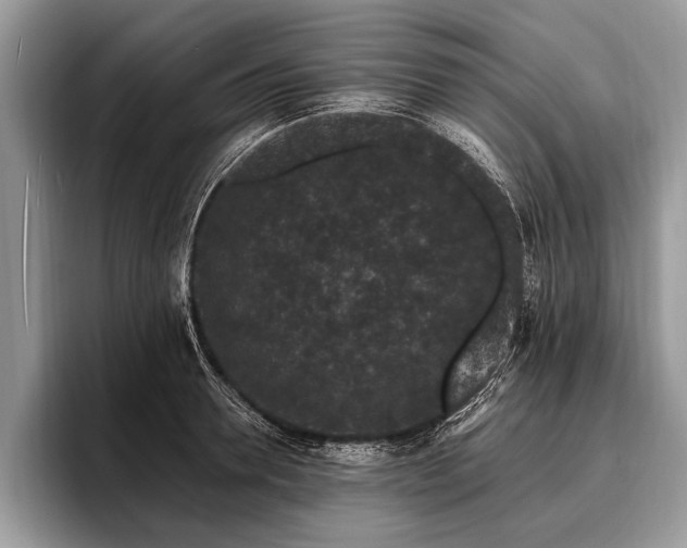X0000096990946200802081425