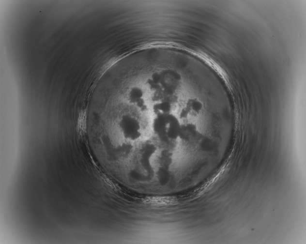 X0000096990953200802081425