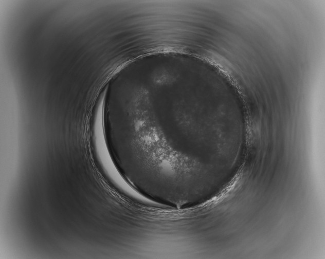 X0000096990977200802081424