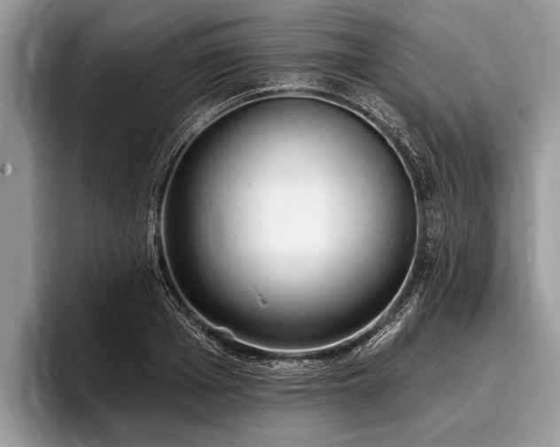 X0000096990985200802081424