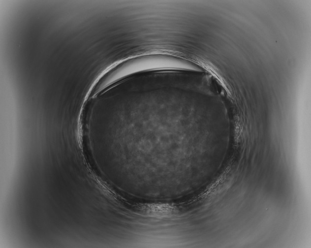 X0000096991024200802081423